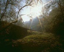 Beautiful morning