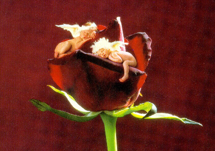 Rose and Cherubs