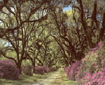 Walk in the woods